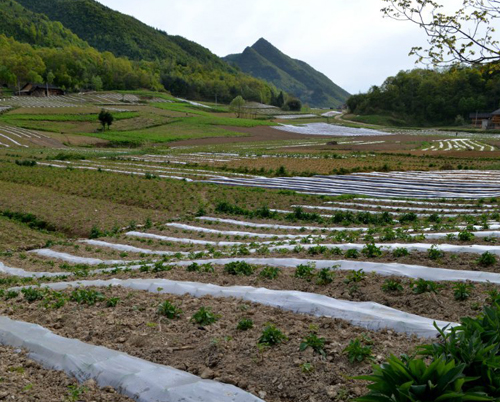 太白貝母種植基地