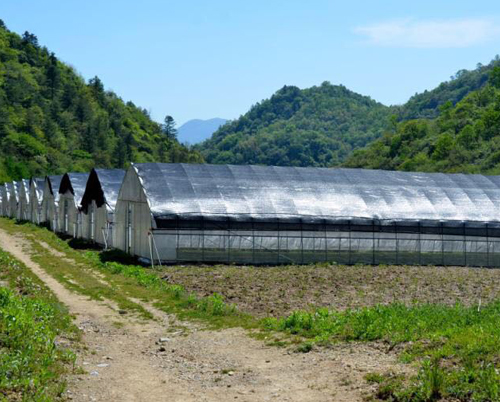 太白貝母基地大棚