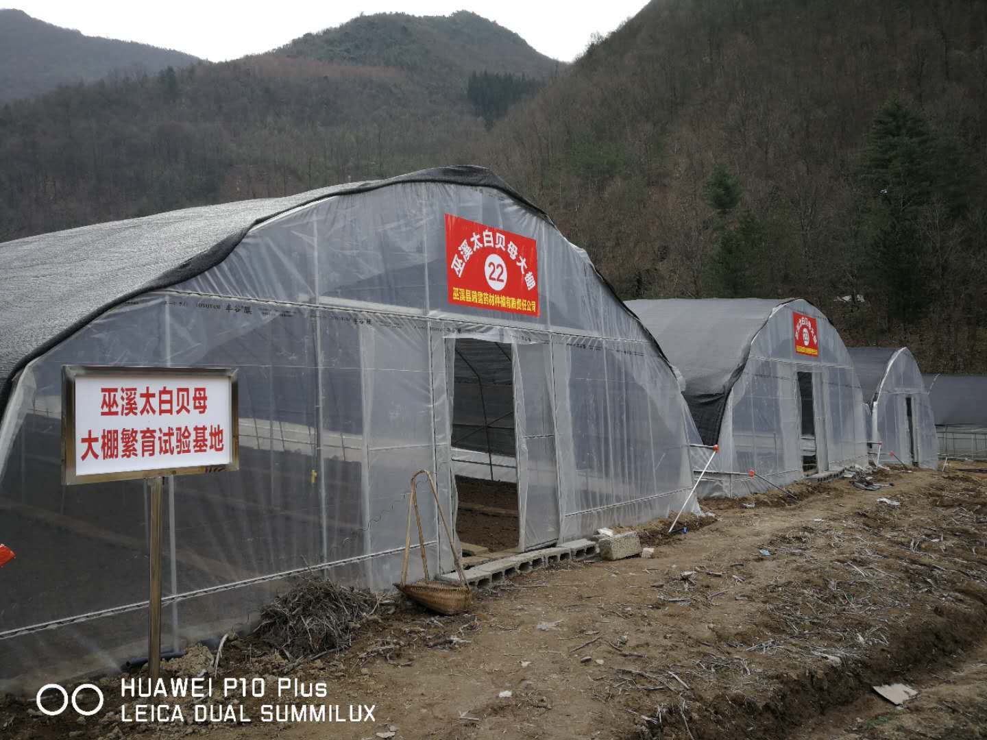 巫溪太白貝母大棚繁育試驗(yàn)基地