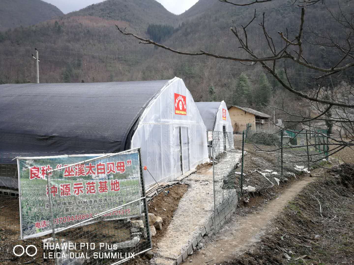 巫溪太白貝母種源示范基地