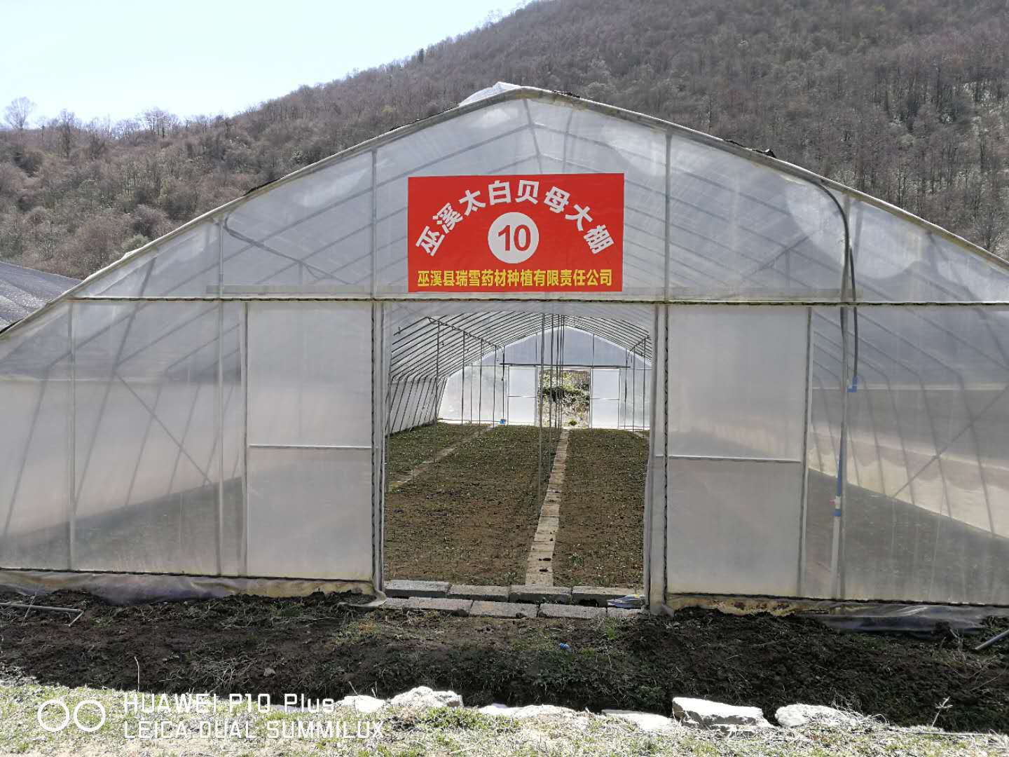 巫溪太白貝母大棚10號(hào)