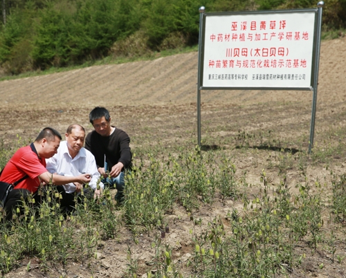 太白貝母種植基地