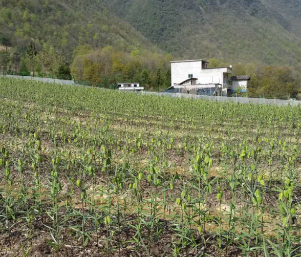 太白貝母種植基地