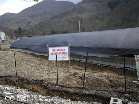 巫溪太白貝母試驗示范園與良種繁育基地