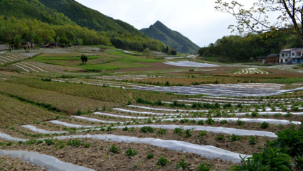 太白貝母種植基地