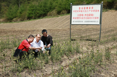 太白貝母基地