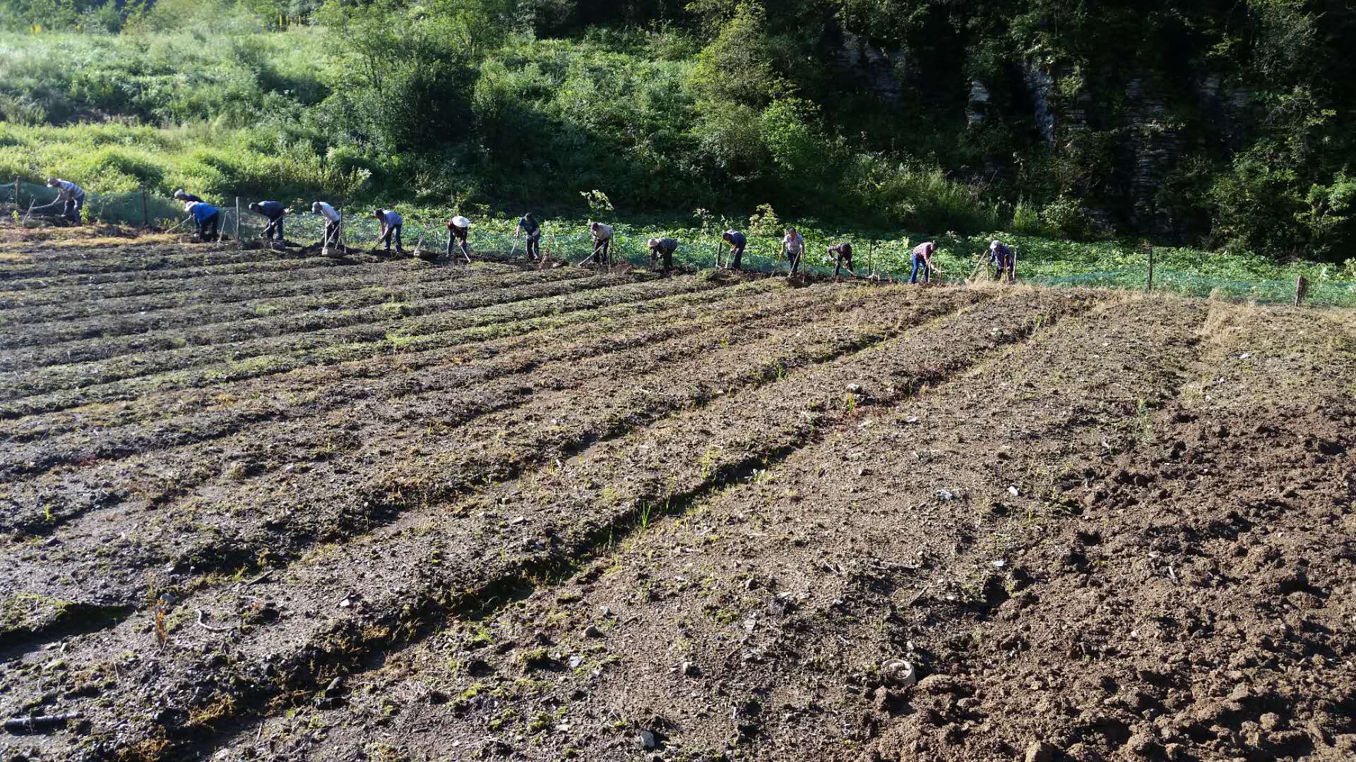 太白貝母種植