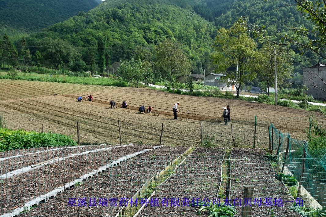 瑞雪公司太白貝母種植基地一角