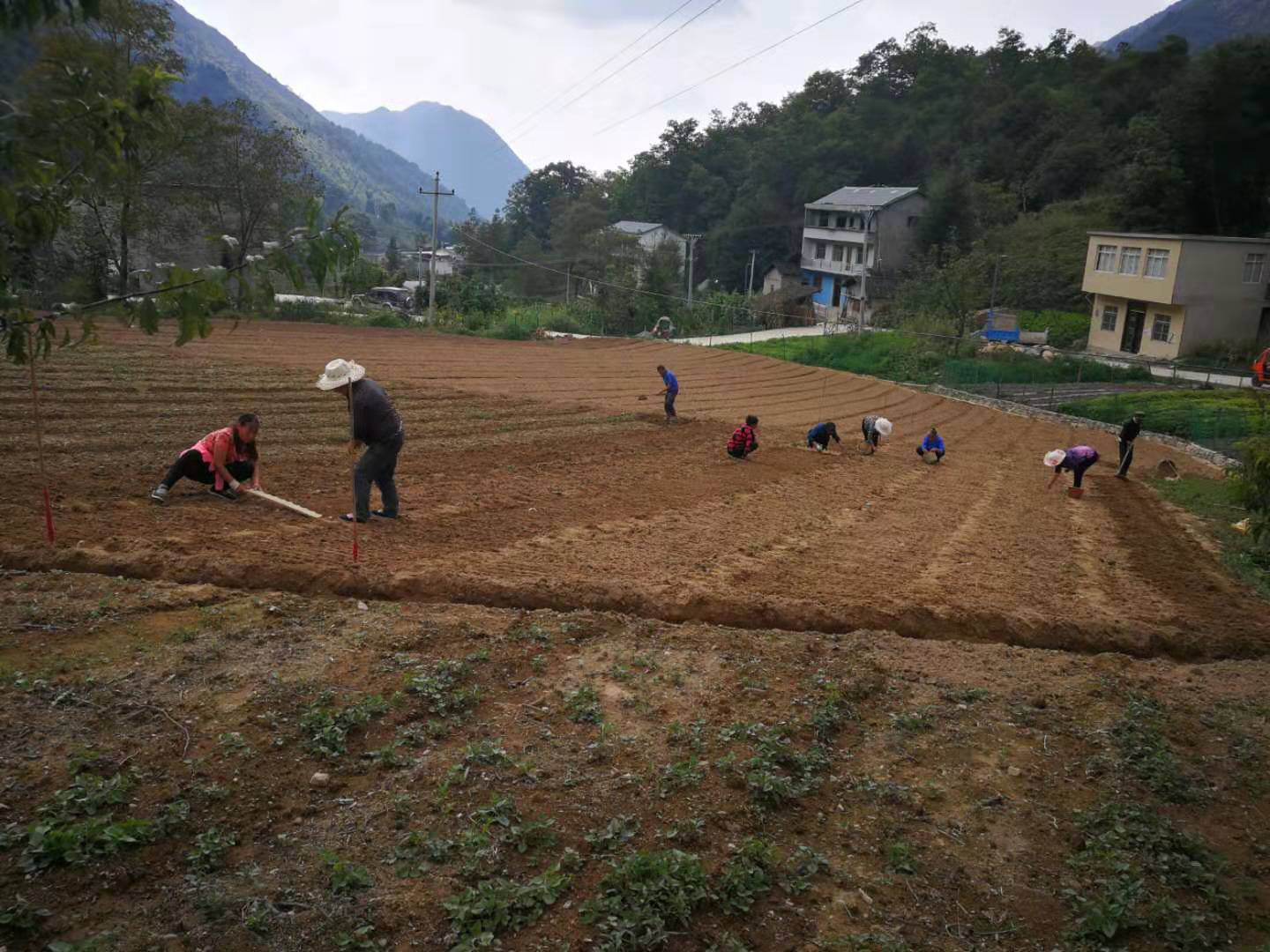 瑞雪公司太白貝母基地標(biāo)準(zhǔn)化種植