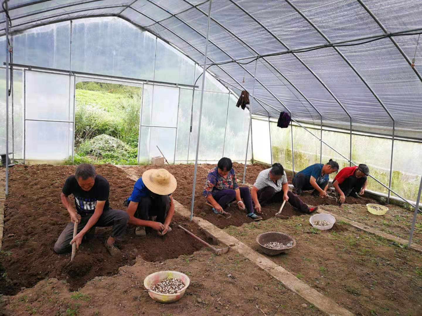 巫溪太白貝母標(biāo)準(zhǔn)化種植基地