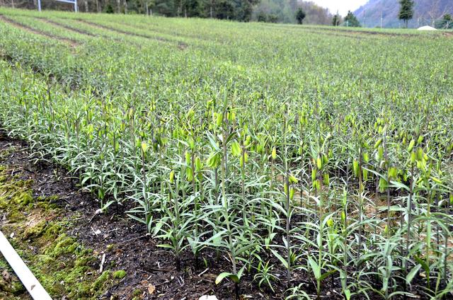 瑞雪藥材巫溪太白貝母種植基地